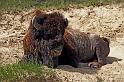 164 theodore roosevelt national park zuid, bizon